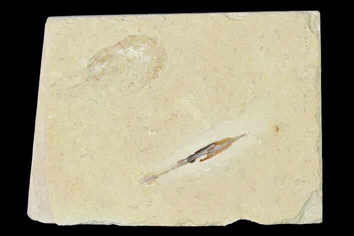 Cretaceous Soft Bodied Squid With Shrimp - Lebanon #163601